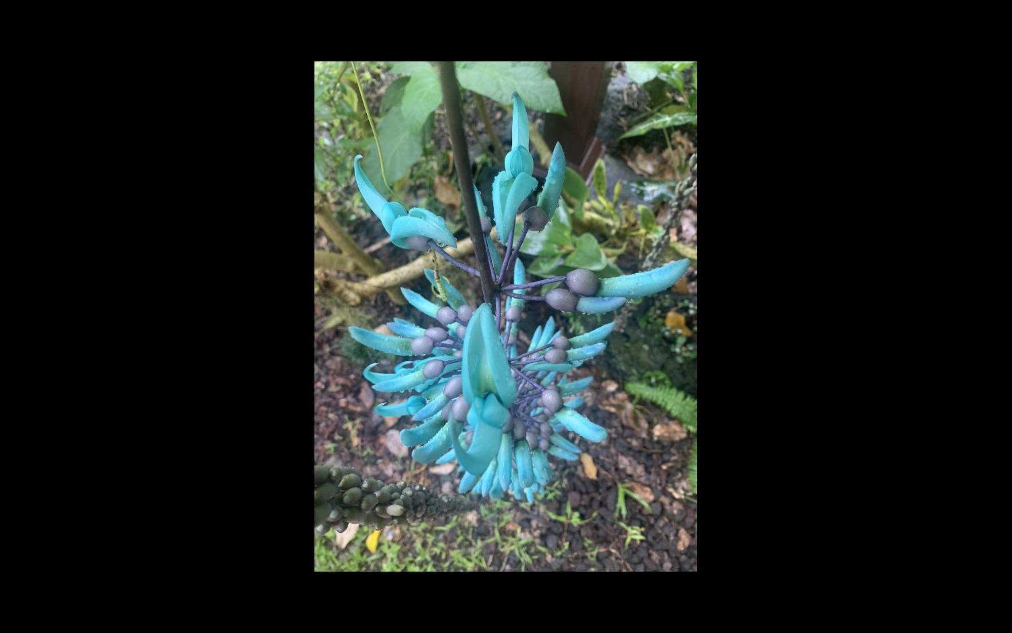 Phoenix Garden Pahoa Exterior foto